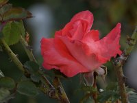 Rose2.jpg