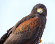 _5DX9906 low res.jpg