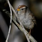 Sparrow2.jpg