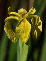 Iris.jpg
