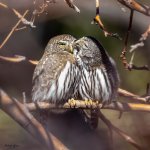 PygmyOwlsPreeningSmall-143.jpg