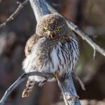 PygmyOwl-140.jpg