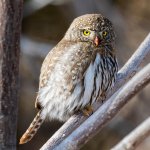 PygmyOwl-141.jpg