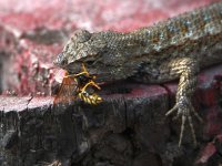 Lizard2.jpg