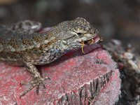 Lizard6.jpg