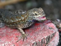 Lizard5.jpg