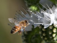 Bee3.jpg