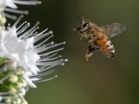 Bee5.jpg