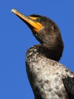 Cormorant4.jpg