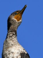 Cormorant6.jpg