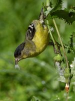 Goldfinch2.jpg