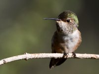 Hummer11.jpg