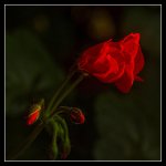 1-DSC_1935-Edit.jpg