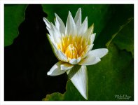 lotus.jpg