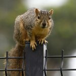Squirrel.jpg