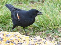 Blackbird4.jpg