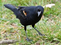 Blackbird2.jpg