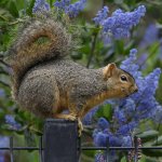 Squirrel6.jpg