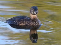 Grebe.jpg