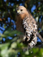 Hawk2.jpg