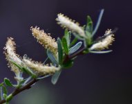 _ROY4559_01.jpg