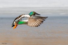 ShovelerFlight-156.jpg
