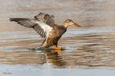 ShovelerLanding-156.jpg
