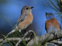 Bluebird3.jpg