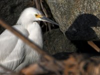 Egret.jpg