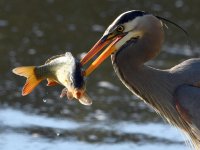 BlueHeron3.jpg