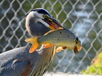 BlueHeron7.jpg