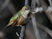 Hummer7.jpg