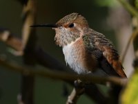 Hummer13.jpg