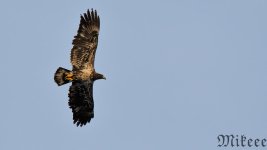 DSC_1172_02.jpg