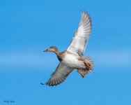 GadwallFlight-156.jpg
