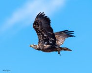 BaldJuvFlight-156.jpg