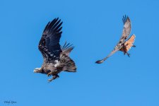 HawkChaseEagle-156.jpg