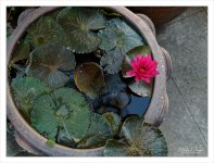 redblossompot.jpg
