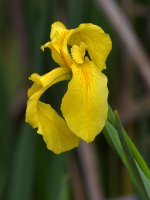 Iris.jpg