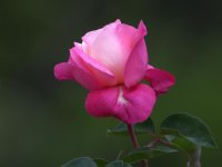 Rose3.jpg