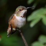 Hummer7.jpg
