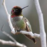 Hummer31.jpg