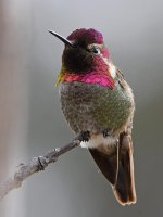 Hummer35.jpg