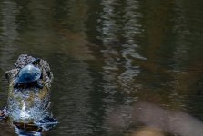 Turtle 1 (1 of 1).jpg