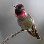 Hummer43.jpg