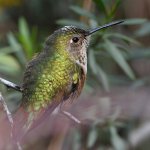 Hummer50.jpg