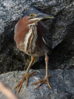 GreenHeron.jpg