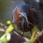 GreenHeron3.jpg