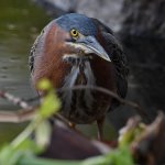 GreenHeron5.jpg