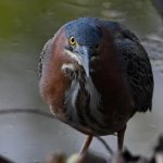 GreenHeron4.jpg